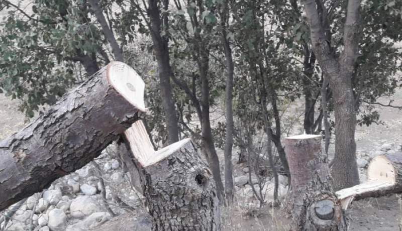 طالبان به تخریب گسترده جنگلات آغاز کرده اند